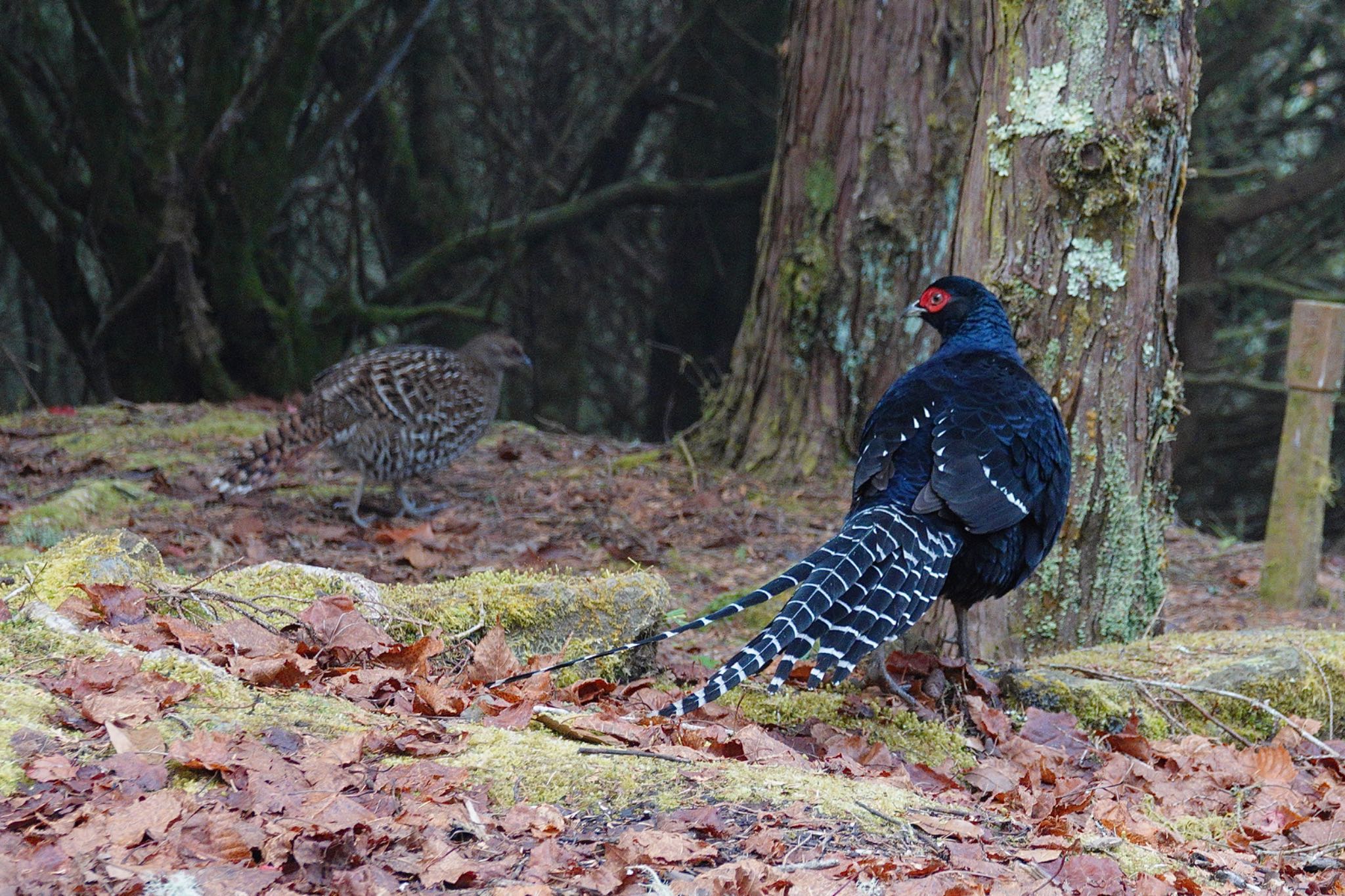 Photo of Mikado Pheasant at 阿里山国家森林遊楽区 by のどか