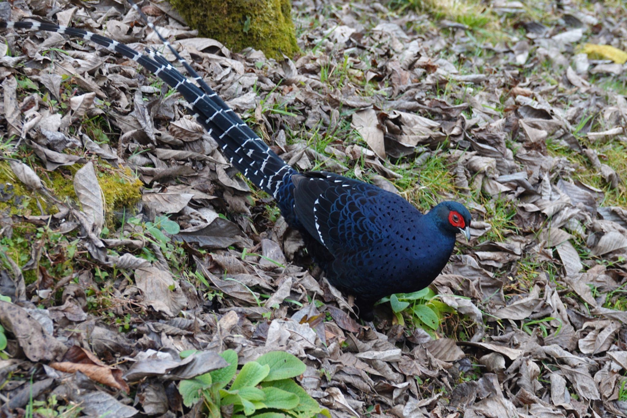 Photo of Mikado Pheasant at 阿里山国家森林遊楽区 by のどか