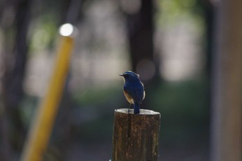 2024年2月11日(日) 高崎自然の森の野鳥観察記録