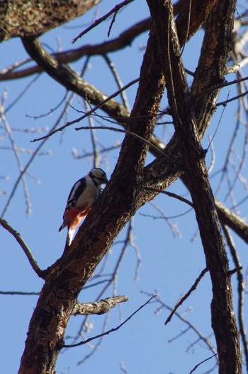Great Spotted Woodpecker 高崎自然の森 Sun, 2/11/2024