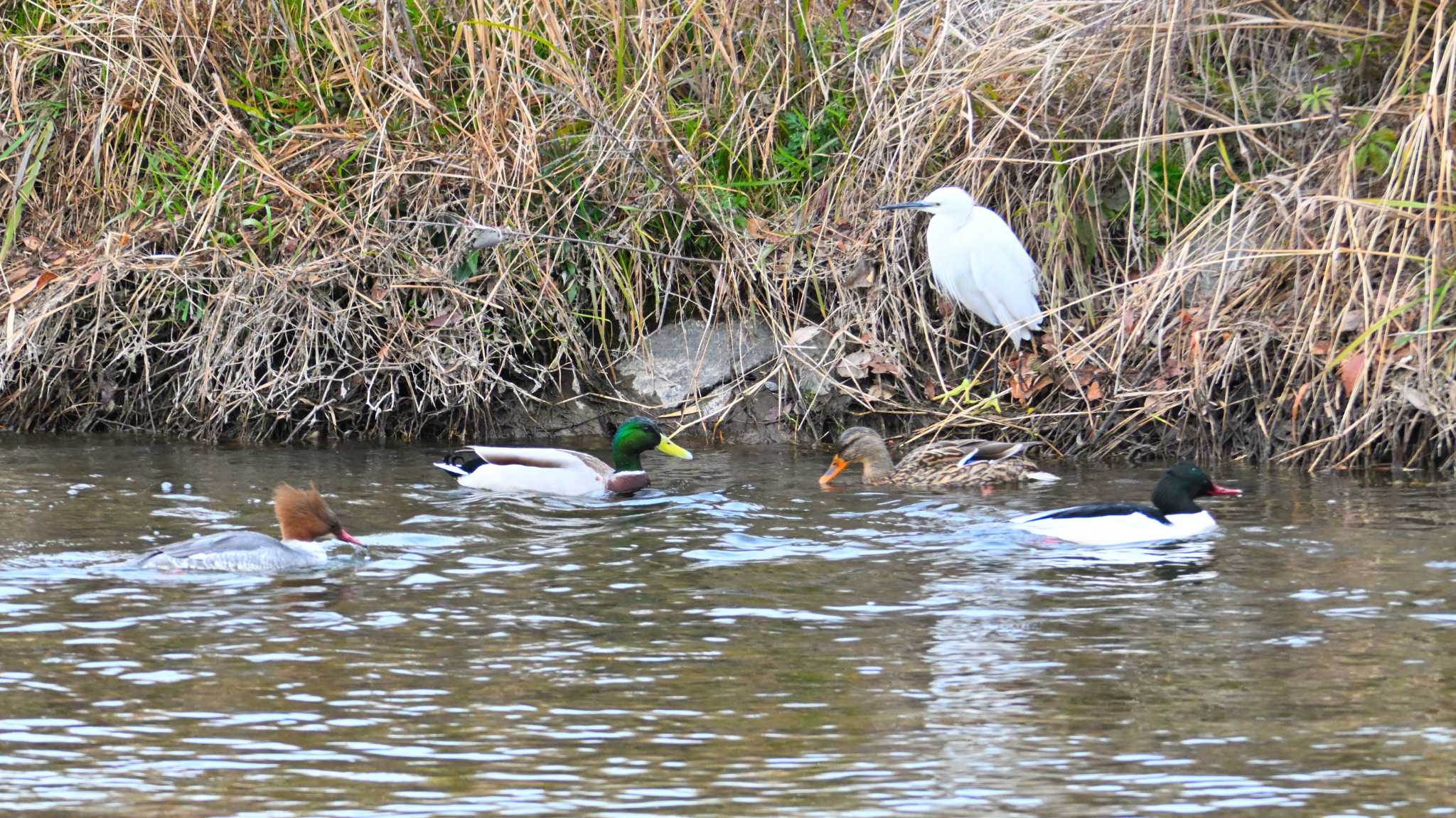 Common Merganser