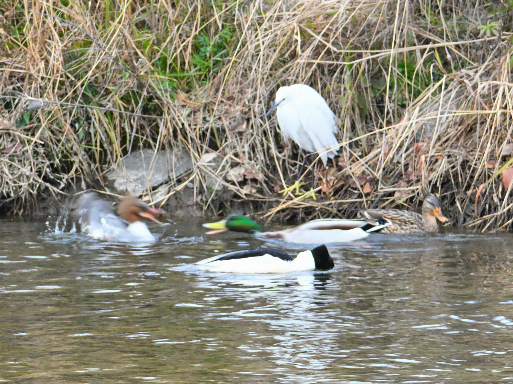 Mallard