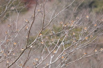2024年2月9日(金) 中川温泉の野鳥観察記録