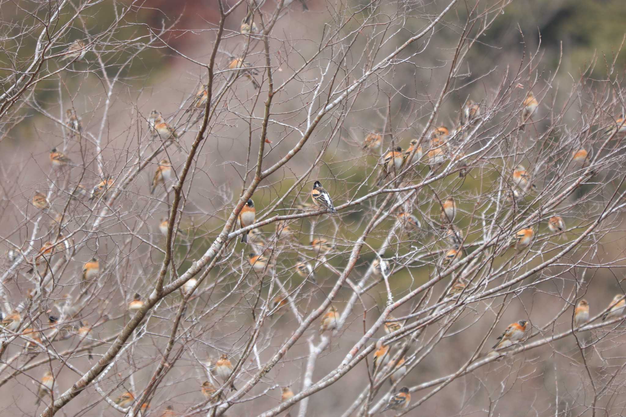 Brambling