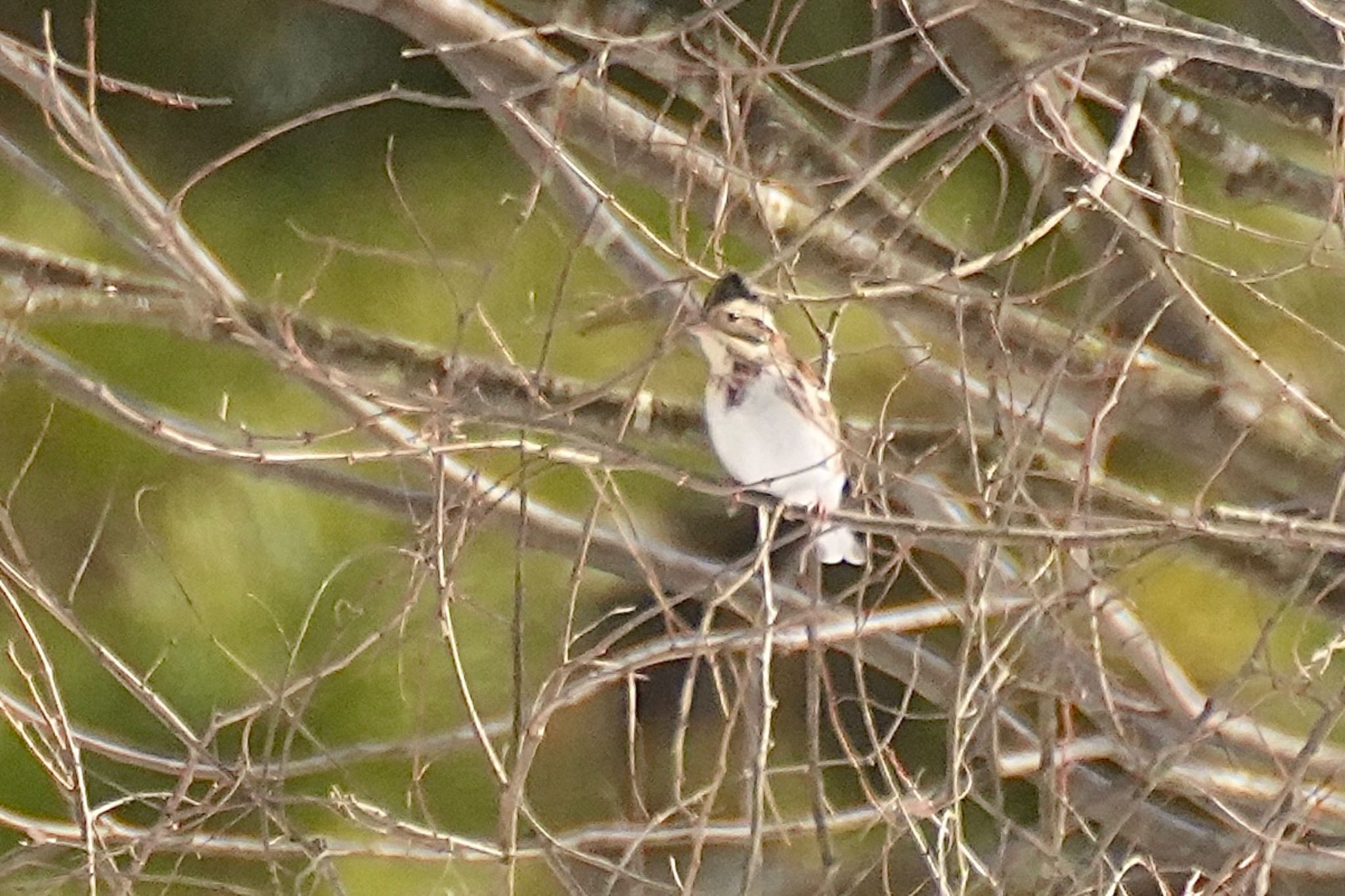 Rustic Bunting