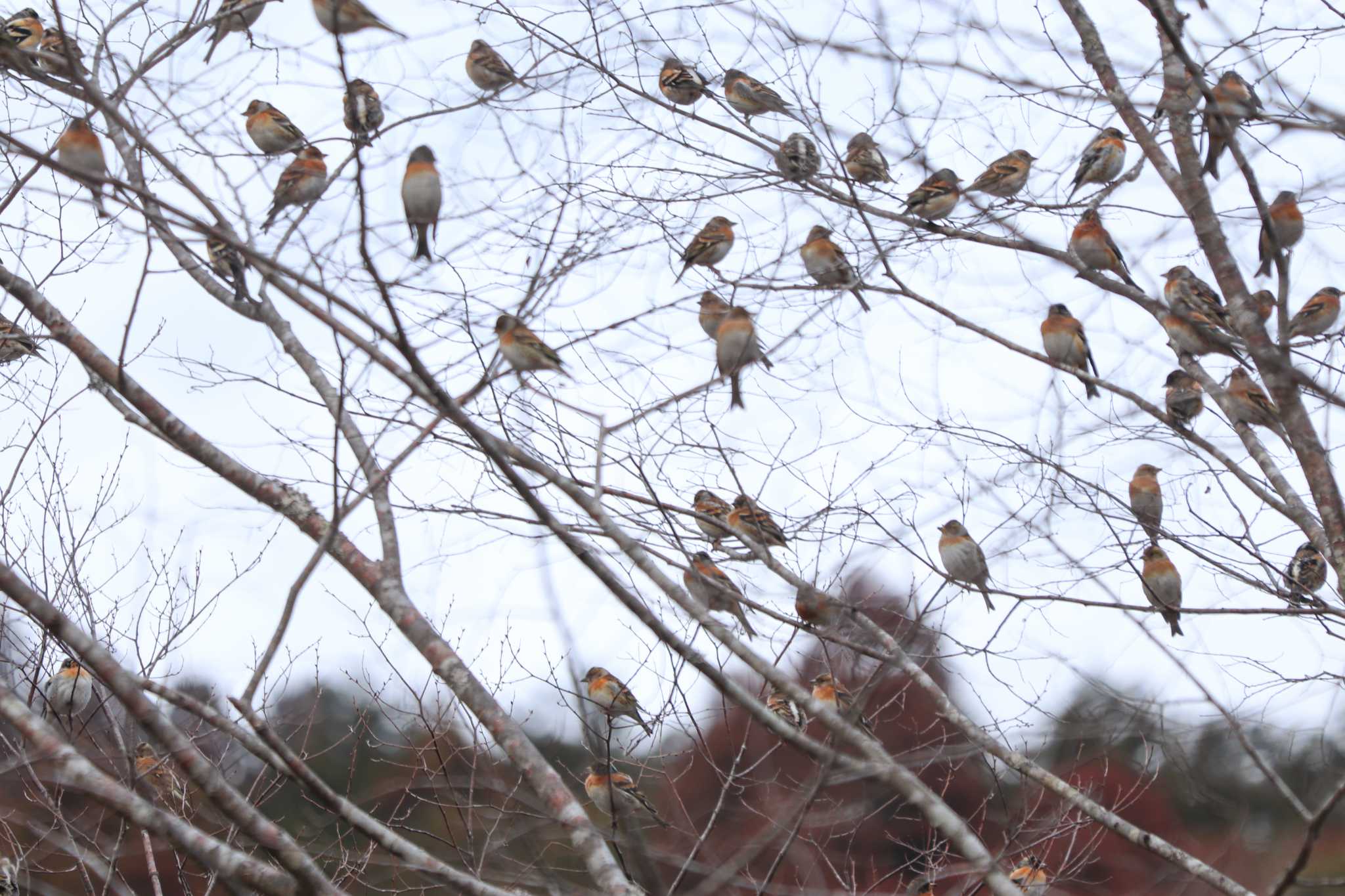 Brambling