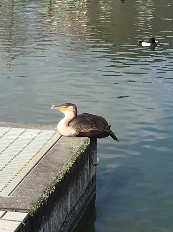 Japanese Cormorant 有東坂池多目的広場 Sun, 3/15/2020