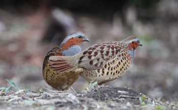 Chinese Bamboo Partridge Kodomo Shizen Park Sun, 2/11/2024