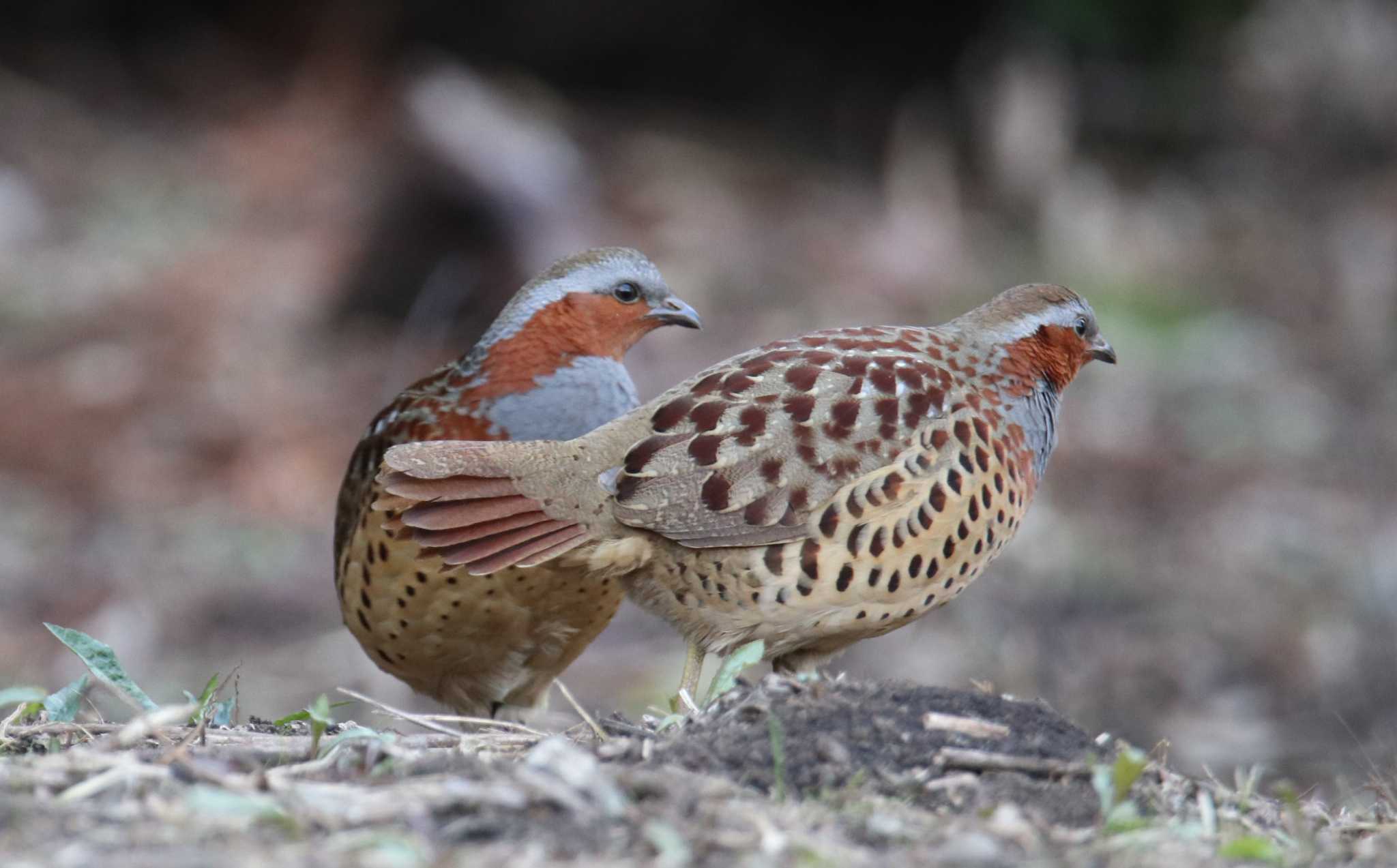 Photo of Chinese Bamboo Partridge at Kodomo Shizen Park by HISA HISA