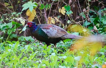 Green Pheasant Kitamoto Nature Observation Park Wed, 11/21/2018