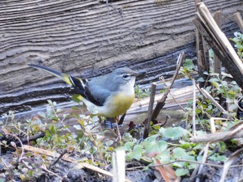 Grey Wagtail Higashitakane Forest park Sun, 2/11/2024