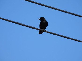 2024年2月11日(日) 多々良沼の野鳥観察記録