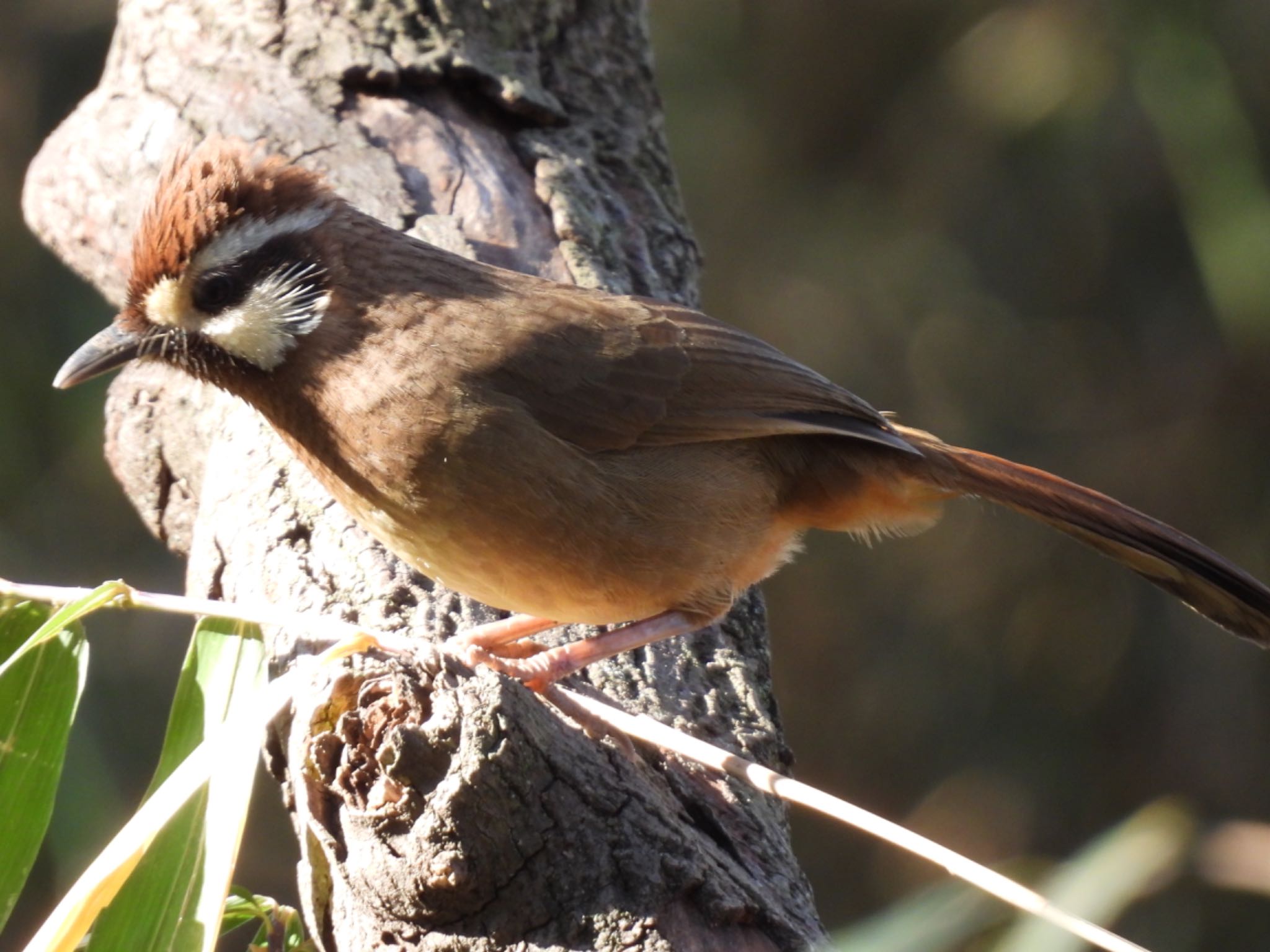 White-browed Laughingthrush