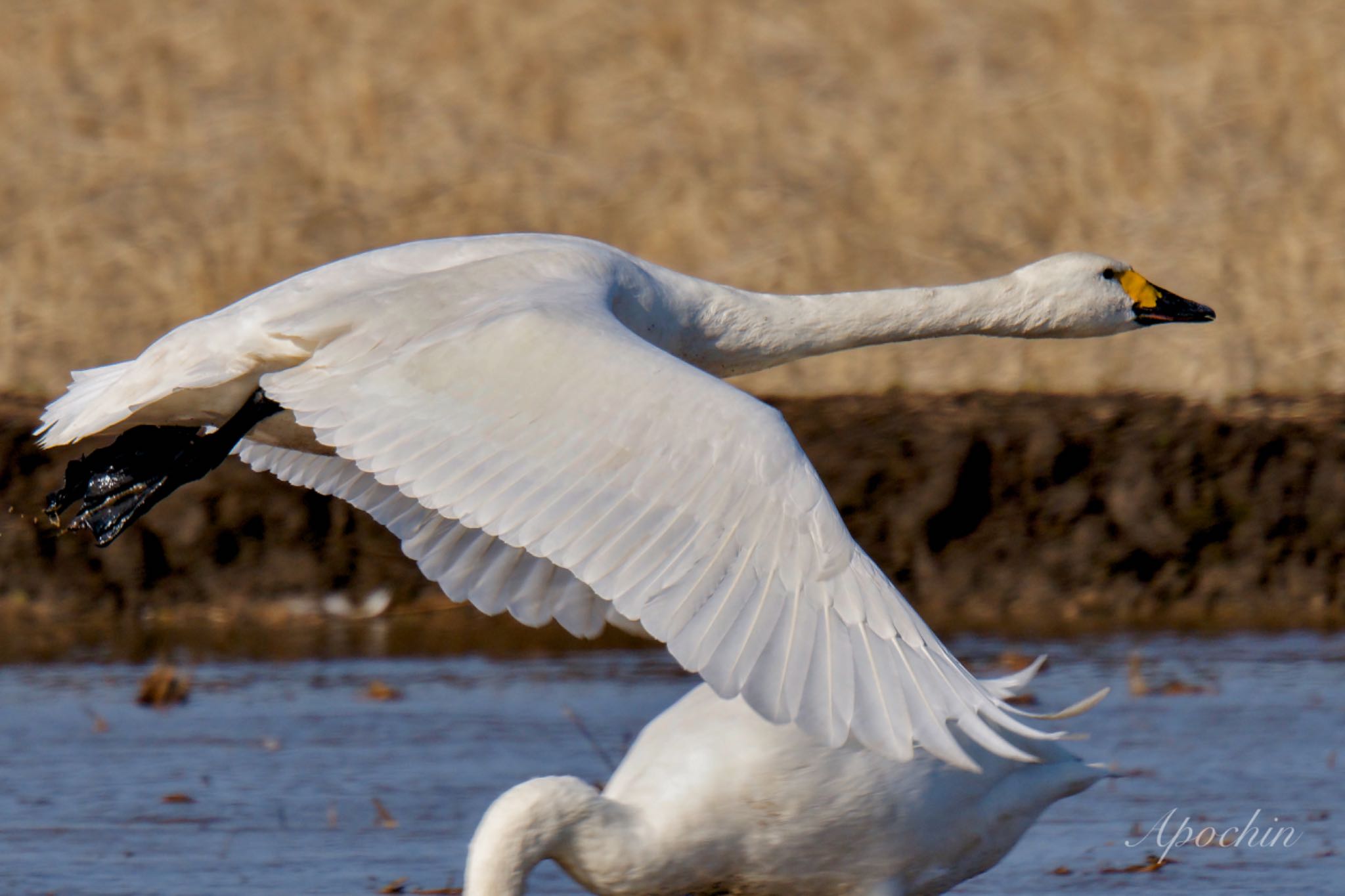 Tundra Swan