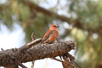 2024年2月10日(土) 葛西臨海公園の野鳥観察記録