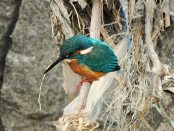 2024年2月11日(日) 妙正寺川の野鳥観察記録