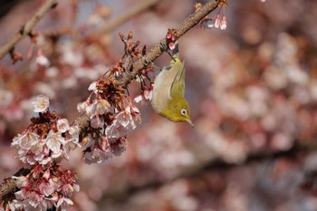 Warbling White-eye 茨城県日立市 Mon, 2/10/2020