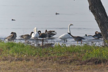 コハクチョウ 湖北野鳥センター 2018年11月21日(水)