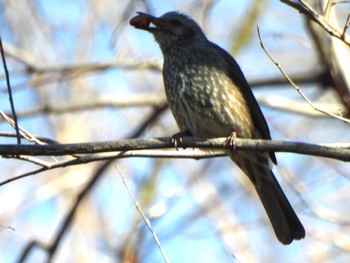 2024年2月11日(日) 金山城址の野鳥観察記録