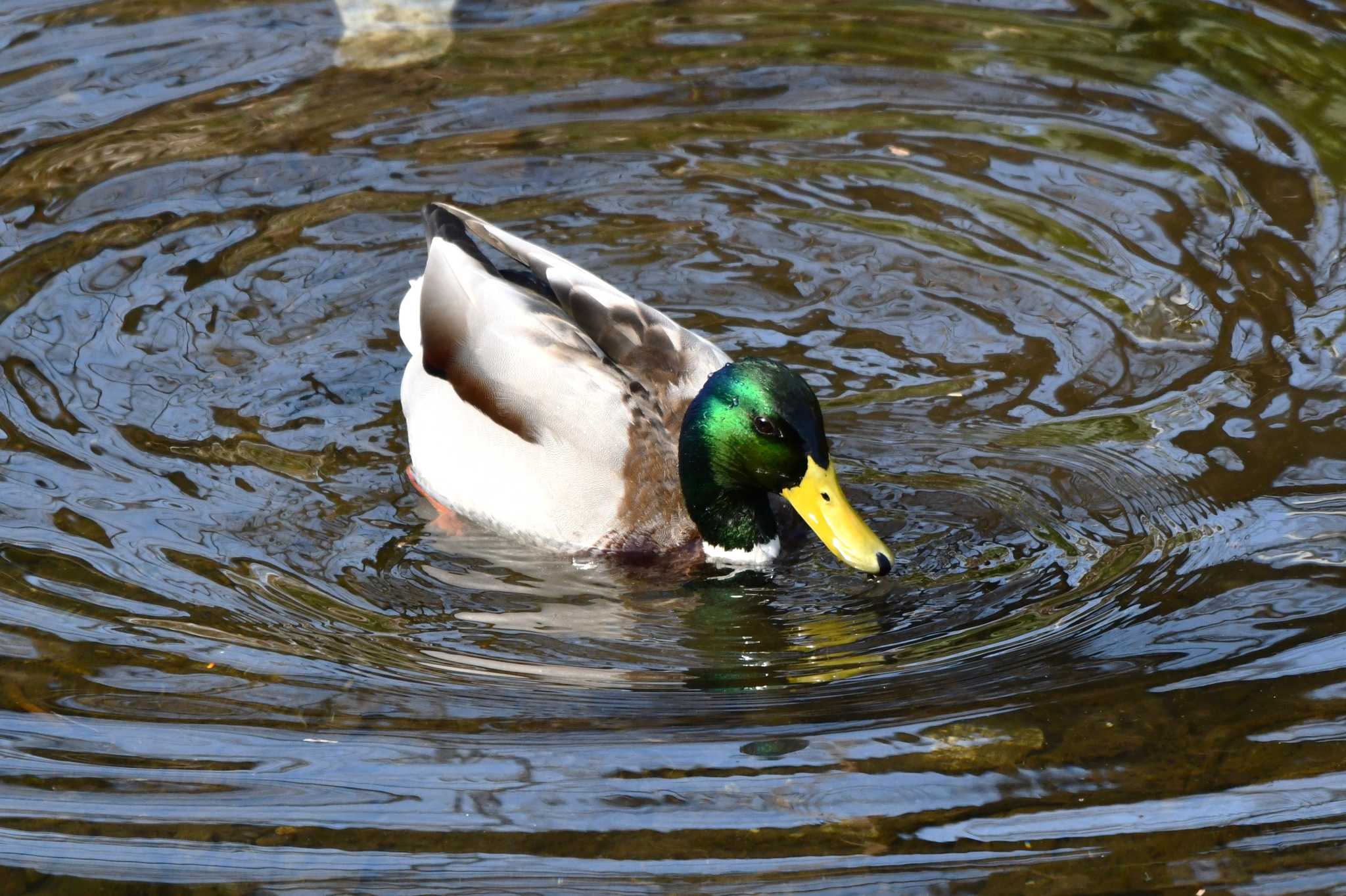 Photo of Mallard at Nogawa by geto