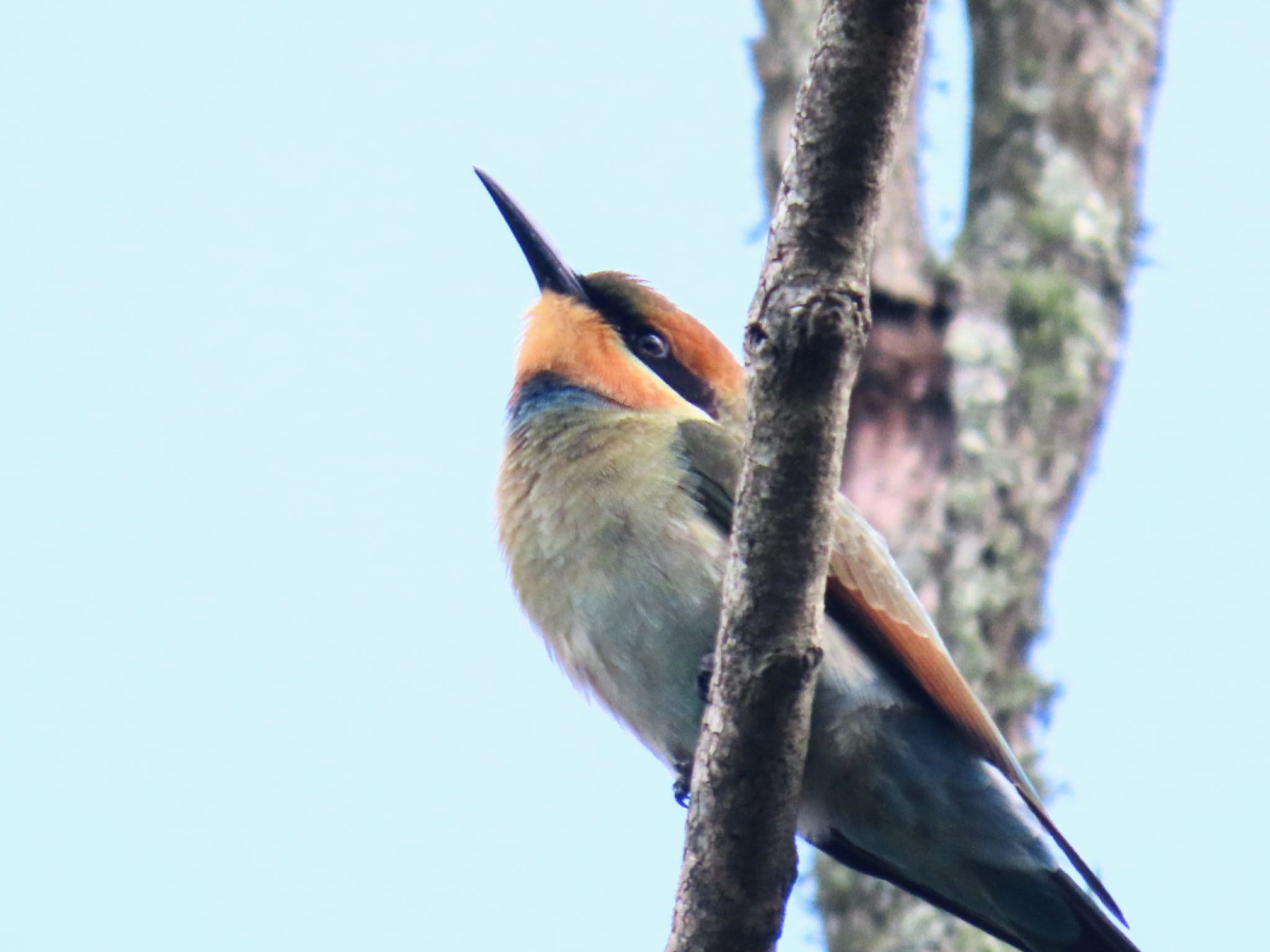 Photo of Rainbow Bee-eater at Penrith, NSW, Australia by Maki