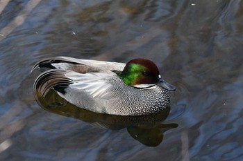 Falcated Duck Nogawa Thu, 2/8/2024