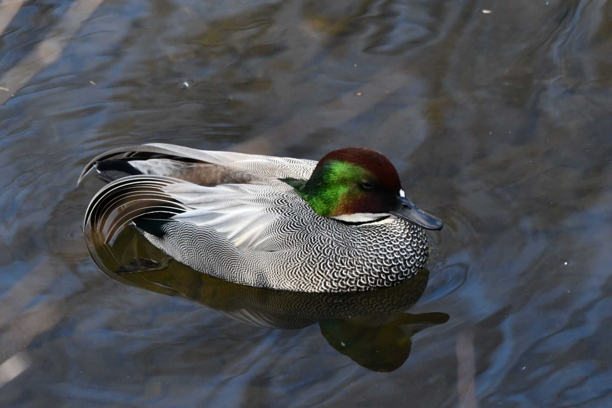 Photo of Falcated Duck at Nogawa by geto