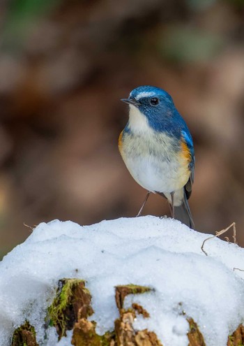 Red-flanked Bluetail 飯能市 Sun, 2/11/2024