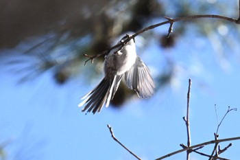 Long-tailed Tit 蔵王野鳥の森自然観察センター Sat, 2/10/2024