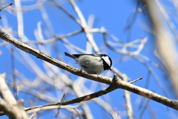 ヒガラ 蔵王野鳥の森自然観察センター 2024年2月10日(土)