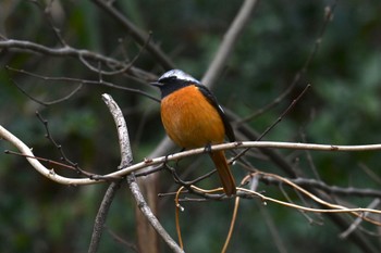 Daurian Redstart 太白山自然観察の森 Sun, 2/11/2024