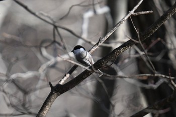 コガラ 蔵王野鳥の森自然観察センター 2024年2月10日(土)