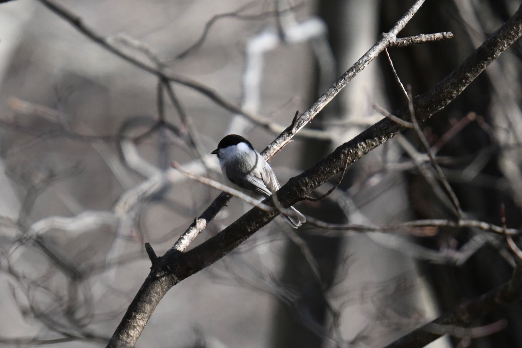 蔵王野鳥の森自然観察センター コガラの写真 by ＭＡＲＵ。