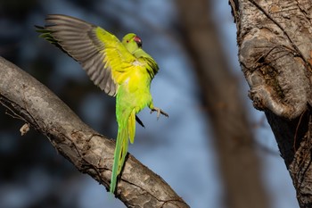 Indian Rose-necked Parakeet 善福寺公園 Sat, 2/10/2024