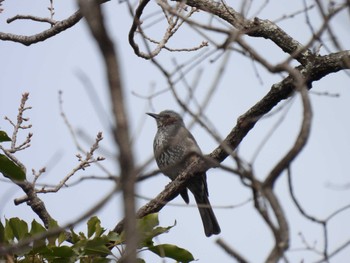 Brown-eared Bulbul 神宮徴古館 Sun, 2/11/2024