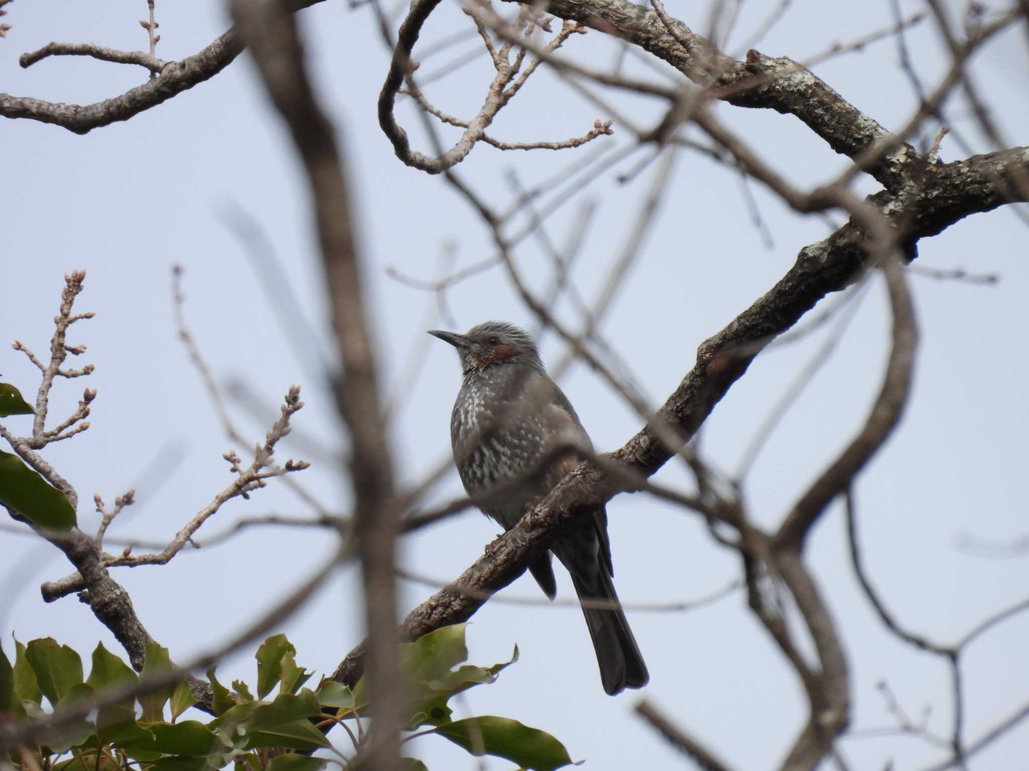 Brown-eared Bulbul