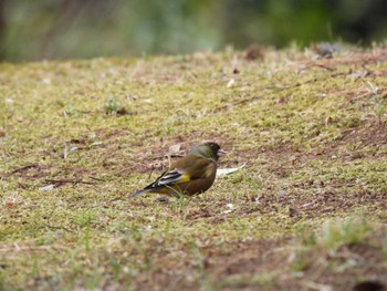 Grey-capped Greenfinch 神宮徴古館 Sun, 2/11/2024