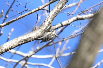 コゲラ 蔵王野鳥の森自然観察センター 2024年2月10日(土)