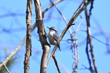 ゴジュウカラ 蔵王野鳥の森自然観察センター 2024年2月10日(土)