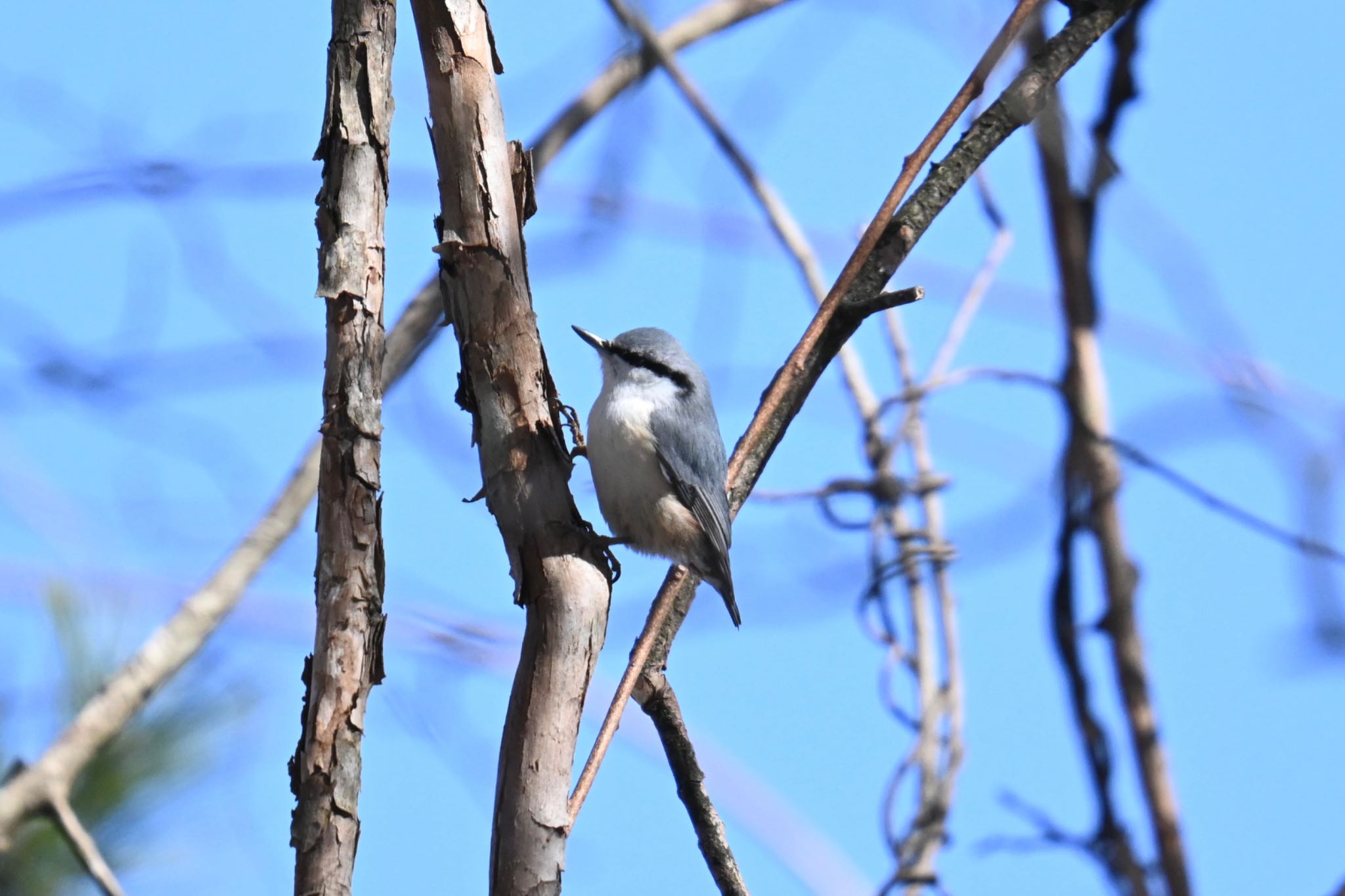 Photo of Eurasian Nuthatch at 蔵王野鳥の森自然観察センター by ＭＡＲＵ。