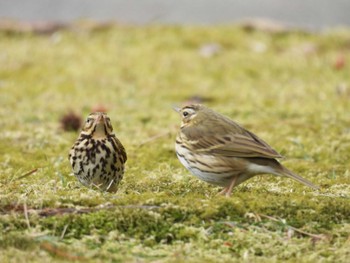Olive-backed Pipit 神宮徴古館 Sun, 2/11/2024