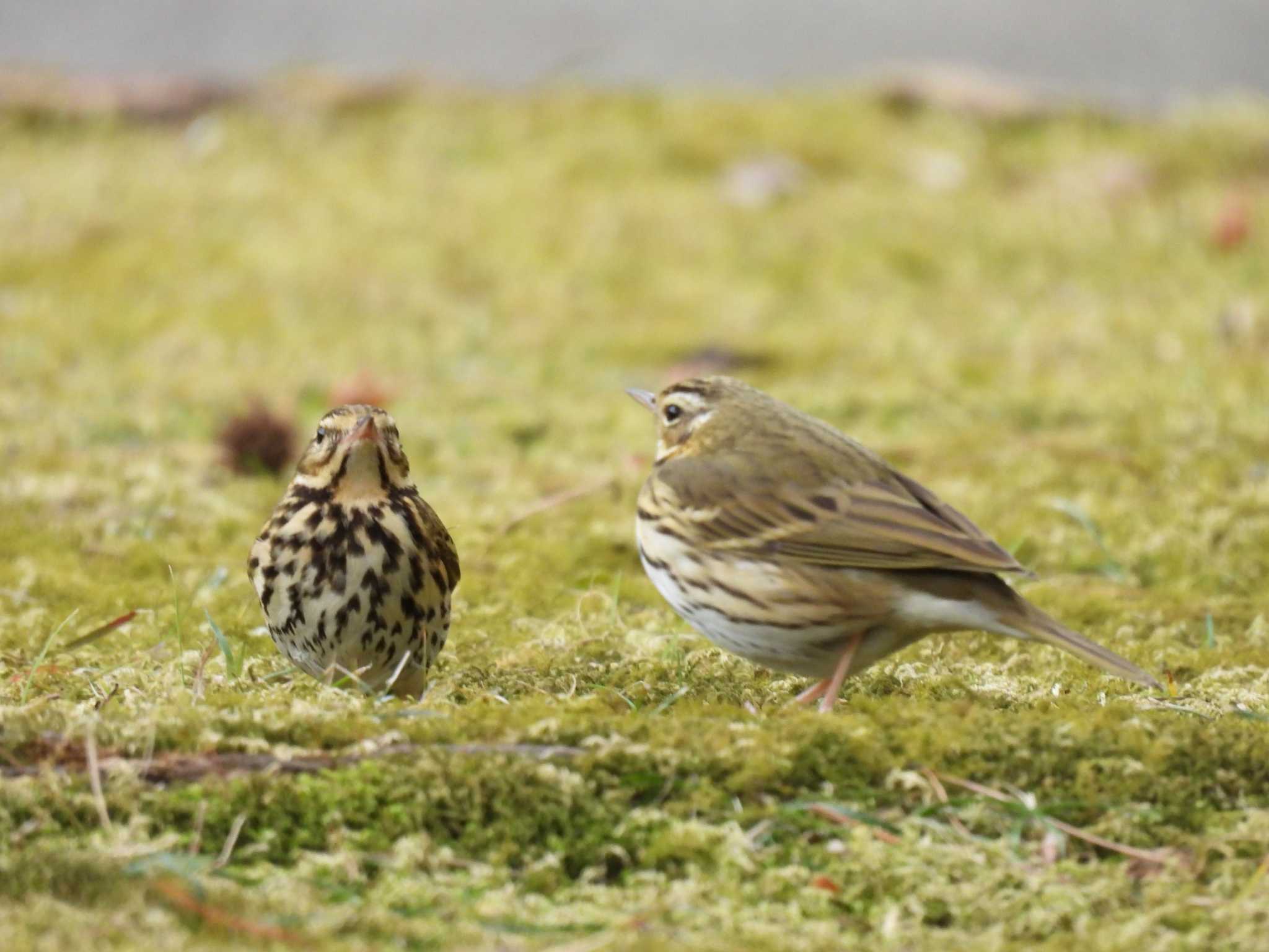 Photo of Olive-backed Pipit at 神宮徴古館 by aquilla