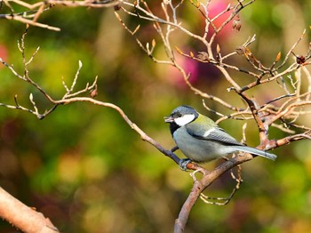 シジュウカラ 佐鳴湖 2024年2月7日(水)