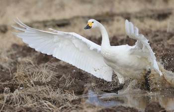 コハクチョウ 滋賀県湖北 2024年2月10日(土)