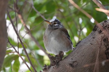 Sun, 2/11/2024 Birding report at 矢橋帰帆島 (滋賀県草津市)