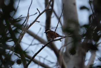 Unknown Species 矢橋帰帆島 (滋賀県草津市) Sun, 2/11/2024