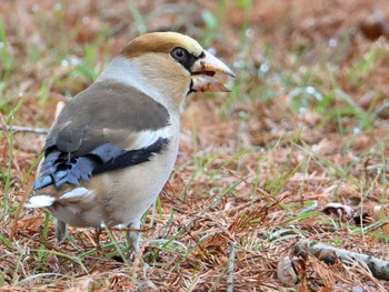 2024年2月11日(日) 馬見丘陵公園の野鳥観察記録