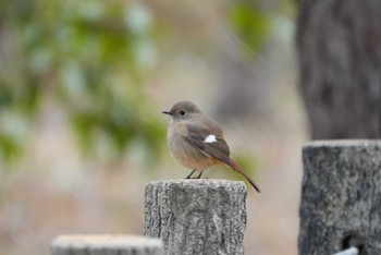 未同定 ロクハ公園(滋賀県草津市) 2024年2月11日(日)