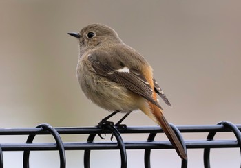 Daurian Redstart Koyaike Park Sun, 2/11/2024