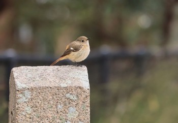 Daurian Redstart Koyaike Park Sun, 2/11/2024